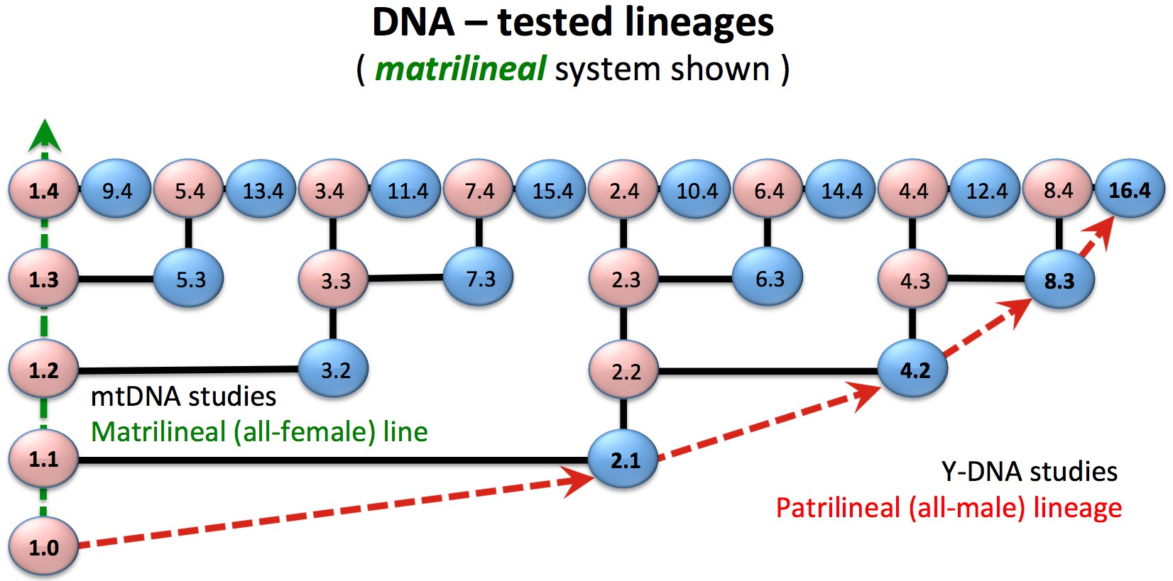 DNATestedLineagesMatrilinealLine1