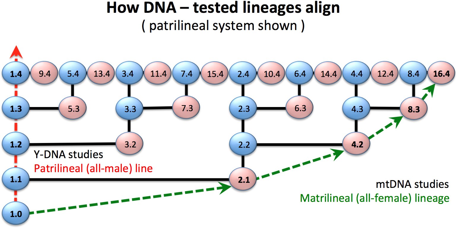 HowDNATestedLineagesAlign